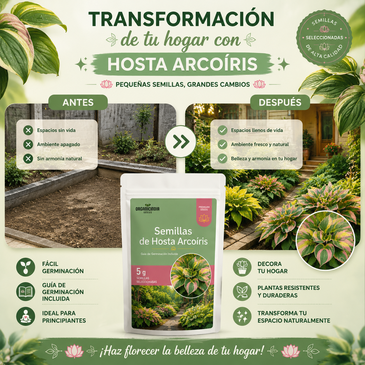 Exclusivas Semillas de Hosta Arcoiris - Bendice tu Hogar