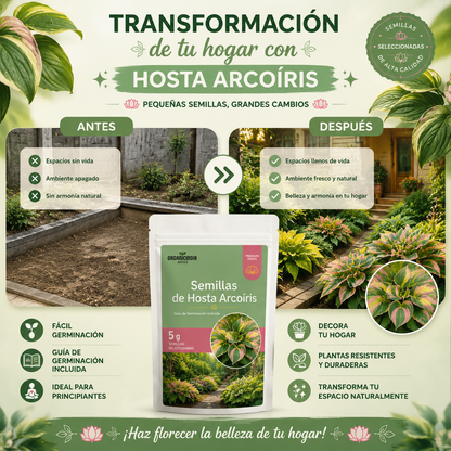 Exclusivas Semillas de Hosta Arcoiris - Bendice tu Hogar