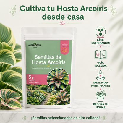 Exclusivas Semillas de Hosta Arcoiris - Bendice tu Hogar