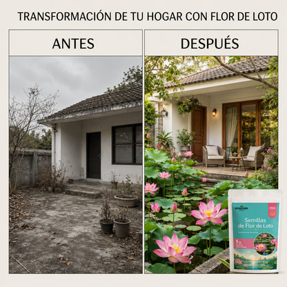 Exclusivas Semillas flor de loto 🪷 Lleva la magia a tu hogar