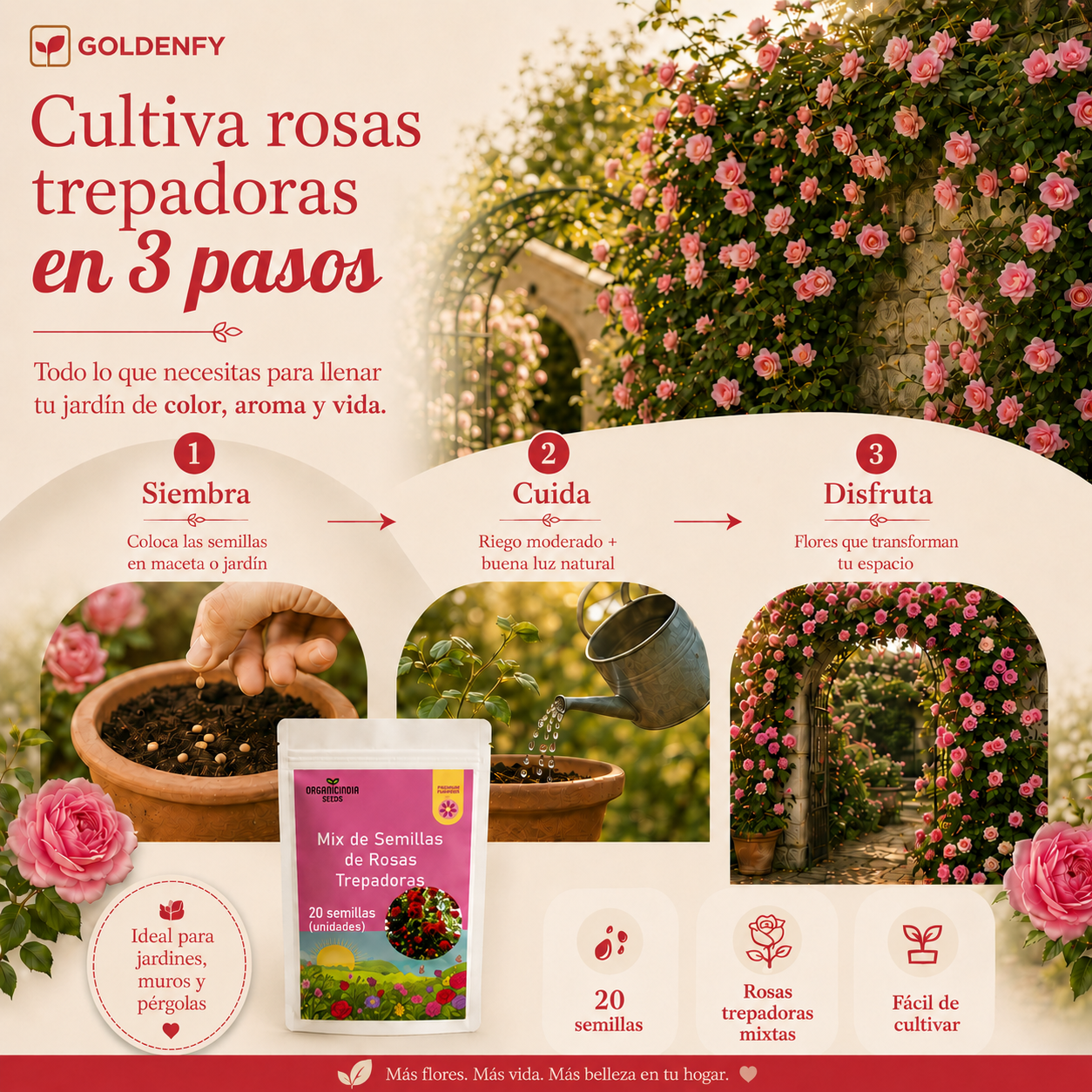 Exclusivas Semillas de Rosa Trepadora x 20 Semillas