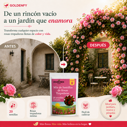 Exclusivas Semillas de Rosa Trepadora x 20 Semillas